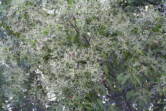 Cinnamomum malabatrum